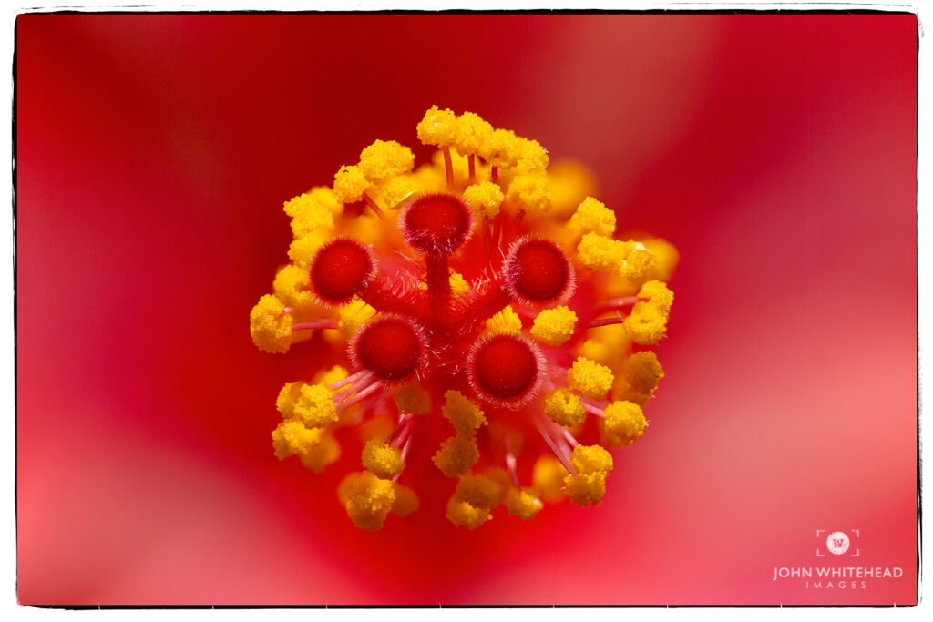 View of an image that has used focus stacking in Adobe Photoshop. 